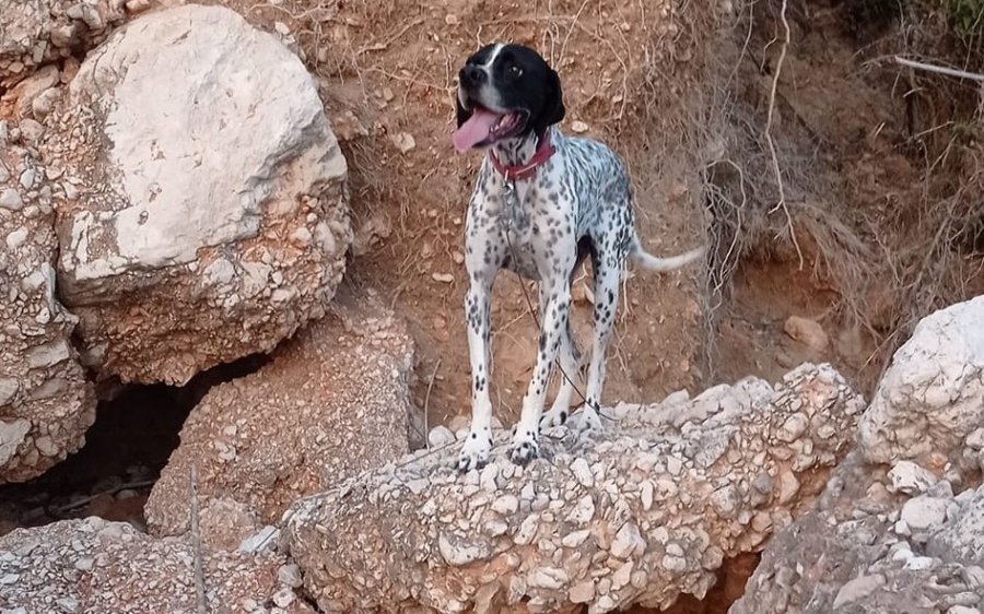 Χάθηκε η Ρόζα στα Τραυλιάτα