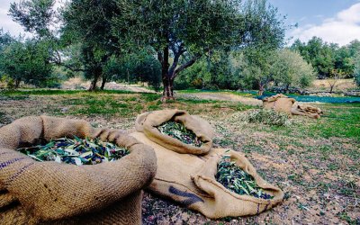ΛΥΚΕΙΟ ΕΛΛΗΝΙΔΩΝ: Βιωματικό Εκπαιδευτικό Πρόγραμμα "Από το λιομάζωμα στο ελαιόλαδο"