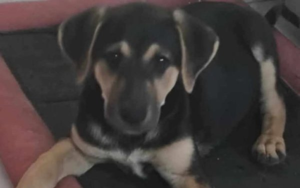 Βρέθηκε σκυλάκι στο Αργοστόλι. Μήπως το ψάχνει κάποιος;