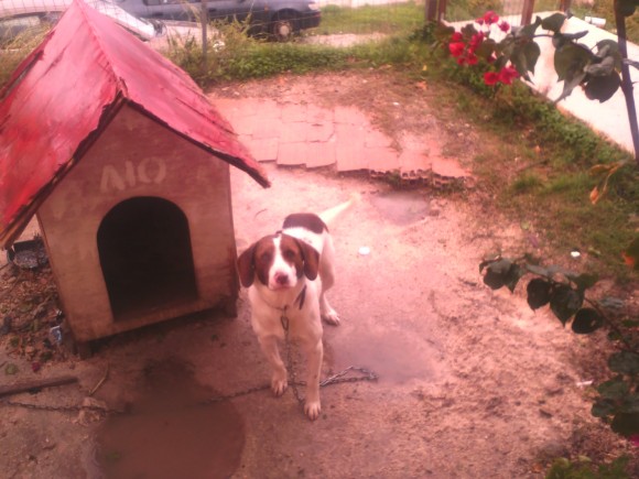 Βρέθηκε ο Λίο από τις Πλατιές