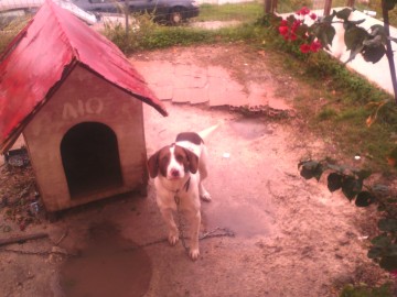 Βρέθηκε ο Λίο από τις Πλατιές