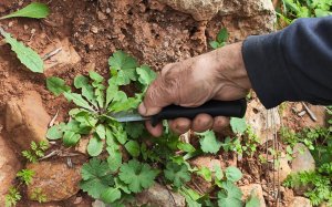 Μαθητές γνωρίζουν τα άγρια χόρτα και τα διατροφικά έθιμα των Ιονίων Νήσων