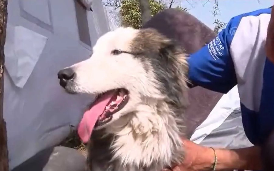 Σεισμός στην Τουρκία: Σκύλος βγήκε ζωντανός από τα συντρίμμια μετά από 23 μέρες