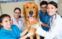 Ευαγγελία Σαμόλη: ''Γιορτές χωρίς επίσημη κτηνιατρική αντιπροσώπευση - Η όποια μέριμνα έγκειται στο φιλότιμο των υπαρχόντων ιατρών''