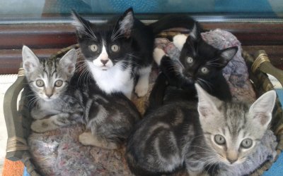 Οργή και αγανάκτηση! Θανατώνουν με φόλες γάτες στα Βαλσαμάτα (Προσοχή! Σκληρή εικόνα)