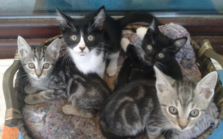 Οργή και αγανάκτηση! Θανατώνουν με φόλες γάτες στα Βαλσαμάτα (Προσοχή! Σκληρή εικόνα)
