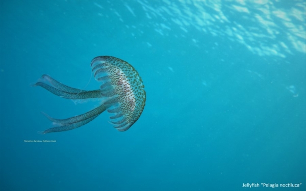 Θαλάσσιοι οργανισμοί της Κεφαλονιάς και της Ιθάκης: «Πελαγία» η ..χορεύτρια του βυθού!