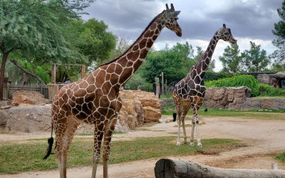 «Φρένο» στις σχολικές εκδρομές σε ζωολογικά πάρκα και θεάματα με ζώα