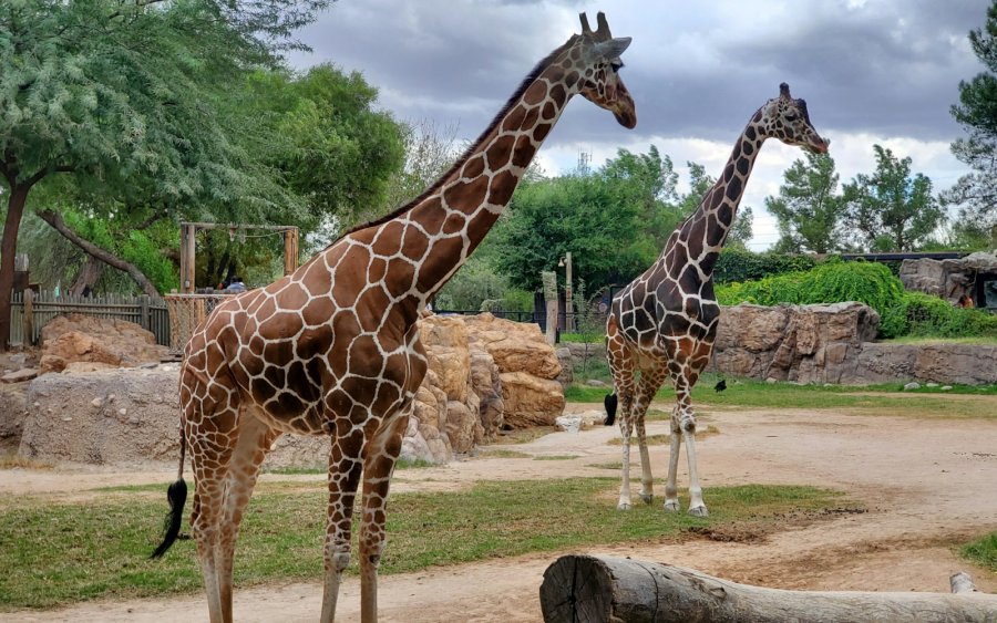 «Φρένο» στις σχολικές εκδρομές σε ζωολογικά πάρκα και θεάματα με ζώα