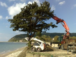 Ξεκίνησε η διάσωση των δύο πεσμένων κέδρων στον Κατελειό (εικόνες)