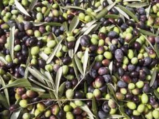 Τεράστια αναμένεται η Δακοπροσβολή για το Σεπτέμβριο