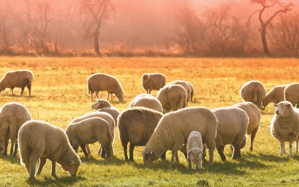 Π. Καππάτος: Αποζημιώσεις 54.740 ευρώ σε κτηνοτρόφους της Κεφαλονιάς για ζώα που θανατώθηκαν λόγω ευλογιάς