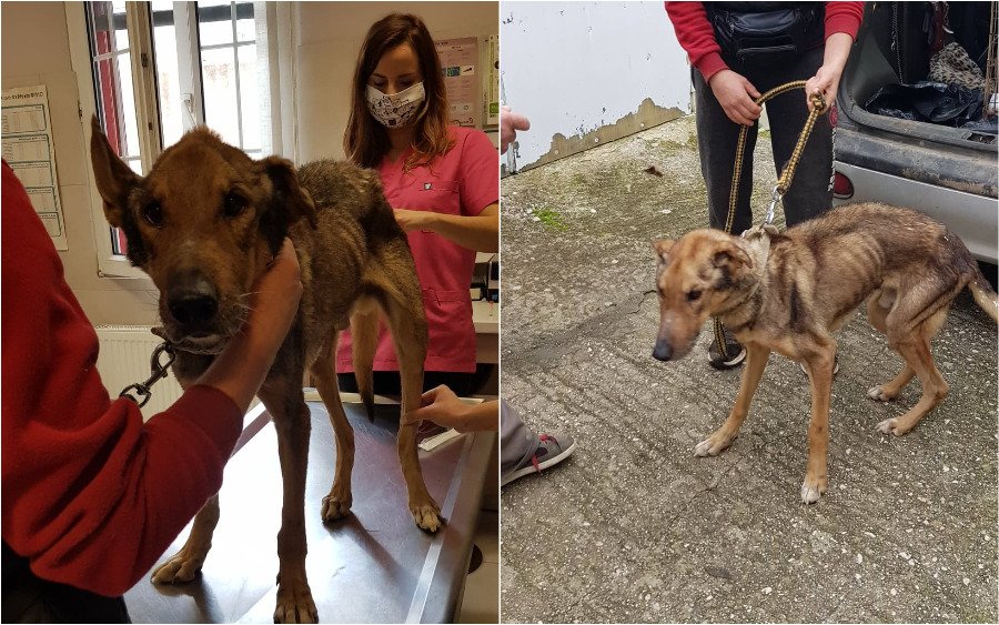 Ληξούρι: Σε άσχημη κατάσταση σκύλος που ζούσε σε ταράτσα - Μεταφέρθηκε στον ΑΡΚ