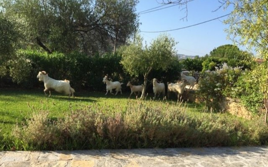 Πρόεδρος Συλλόγου Προκοπάτων "Το Φανερό": "Ως που θα πάει αυτή η κατάσταση;"
