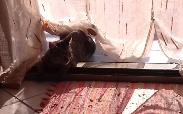 Χάθηκε ο Μπαλού από τα Μαζαρακάτα