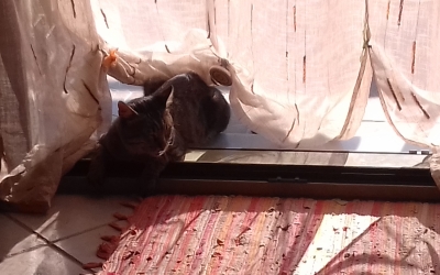 Χάθηκε ο Μπαλού από τα Μαζαρακάτα