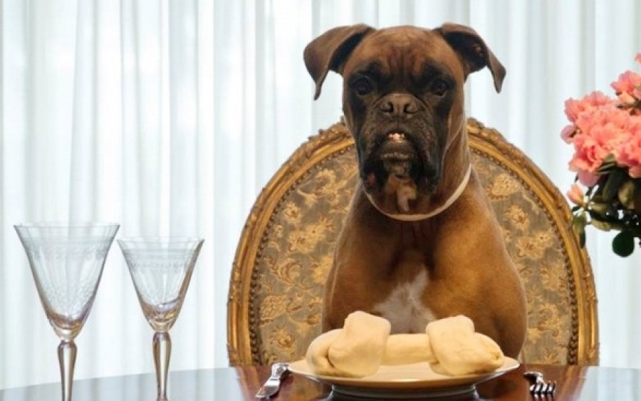 Γνωρίζεις γιατί ο σκύλος σου παίρνει τροφή από το μπολ του και την τρώει κάπου αλλού;