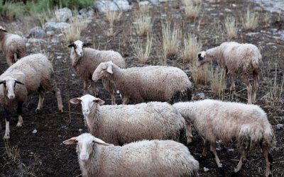 Νίκος Γκισγκίνης για Ευλογιά αιγοπροβάτων - Η ΠΙΝ μετέφερε την ατομική ευθύνη στους κτηνοτρόφους