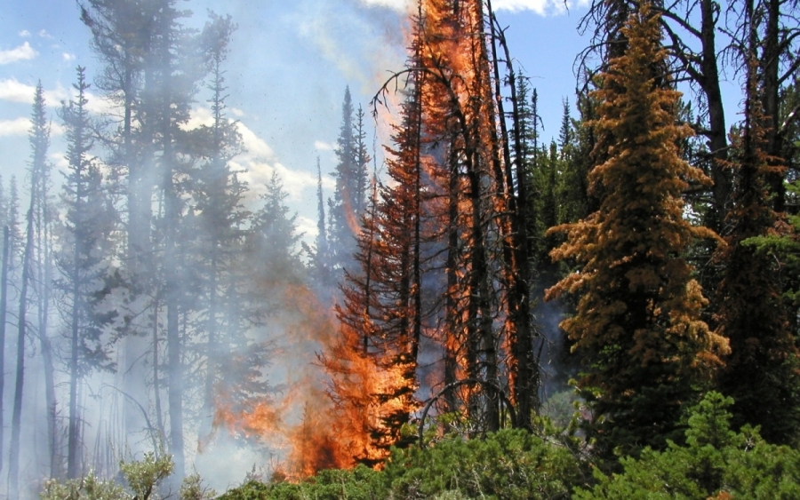 Αύριο το εργαστήριο για την πρόληψη δασικών πυρκαγιών στη Κεφαλονιά