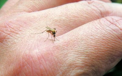Ιός Δυτικού Νείλου: Πώς θα προφυλαχτείτε από τα κουνούπια, οδηγίες από τον ΕΟΔΥ