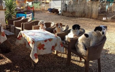 Μεγάλη ανάγκη για τροφές για τα ζώα στο καταφύγιο DORIS-ARK στη ΒΙΠΕ