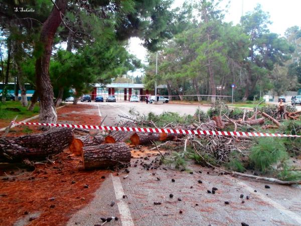 Κατάρρευση πεύκου στο Αργοστόλι λόγω κακοκαιρίας