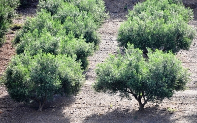 Ανακοίνωση για ασθένειες στις ελιές λόγω υγρασίας και βροχοπτώσεων