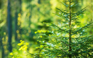 O Φορέας Διαχείρισης Εθνικού Δρυμού Αίνου εντάχθηκε σε ένα ακόμη πανευρωπαϊκό δίκτυο για τα δάση, στο Ευρωπαϊκό Ινστιτούτο Δασών (ΕFI)