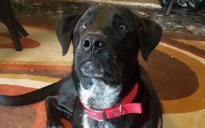 Ένα πανέμορφο ημίαιμο Λαμπραντόρ αναζητά οικογένεια!