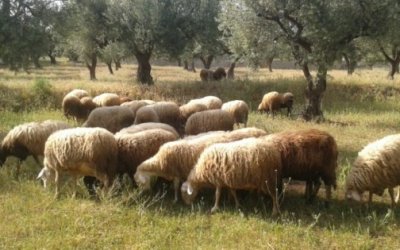 Επιβεβαίωση Κουρή για δεύτερο κρούσμα ευλογιάς σε κοντινή περιοχή (COSMOS 96,5)