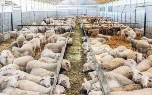 Ενημέρωση για την προθεσμία υποβολής αιτήσεων για άδειες κτηνοτροφικών εγκαταστάσεων