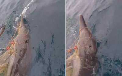Ψαράδες στη Χαλκιδική έσωσαν δελφίνι που πιάστηκε στα δίχτυα τους (εικόνες + video)