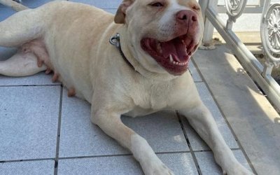 Ο εικονιζόμενος σκύλος βρέθηκε στα Δοριζάτα