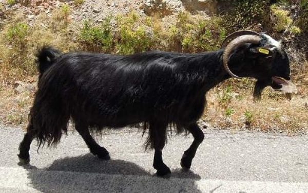 Πάτρα: Σοβαρός τραυματισμός 85χρονου - Τον κάρφωσε κριάρι στο λαιμό