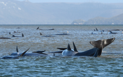 Οικολογική τραγωδία στην Αυστραλία: Νεκρές εκατοντάδες φάλαινες