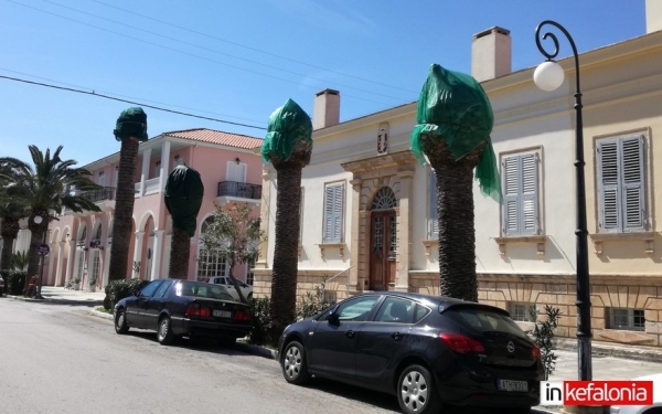 Το σκαθάρι "χτύπησε" και άλλους φοίνικες στην Ριζοσπαστών - Συνολικά έχουν κοπεί 16 (εικόνες)