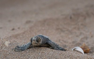 Θαλάσσιες χελώνες στην Κεφαλονιά- Η κλιματική αλλαγή αλλάζει τον χάρτη των παραλιών ωοτοκίας τους