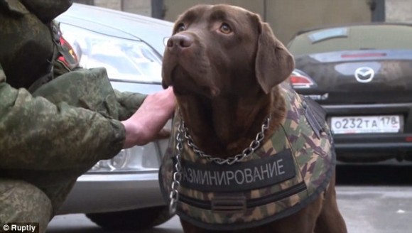 Η Ρωσία έφτιαξε ειδική πανοπλία για να προστατέψει τους αστυνομικούς σκύλους