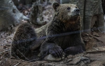 Νωρίτερα από κάθε άλλη χρονιά έπεσαν σε χειμερία νάρκη οι αρκούδες στο Νυμφαίο