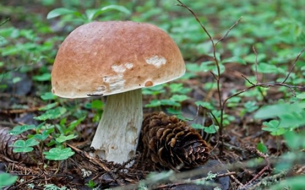 Κρήτη: Ανατροπή στον θάνατο της νεαρής μητέρας - Σε δηλητηριώδη μανιτάρια οφείλεται ο θάνατός της