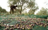 Ε.Α.Σ.: Σε εξέλιξη η φετινή ελαιοσυγκομιδή