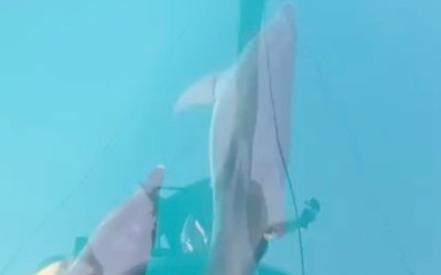 Μοναδικό θέαμα - Δελφίνια στον κόλπο του Αργοστολίου