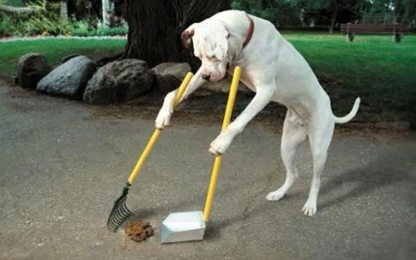 "ΝΤΟΡΙΣ" : "Αγαπάμε τα ζώα, κάνουμε την πόλη μας λαμπίκο"