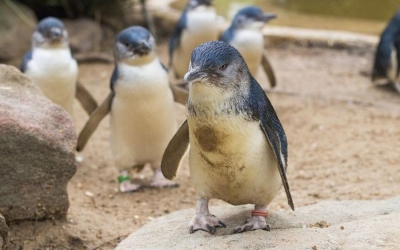 10 είδη υπέροχων πιγκουίνων!