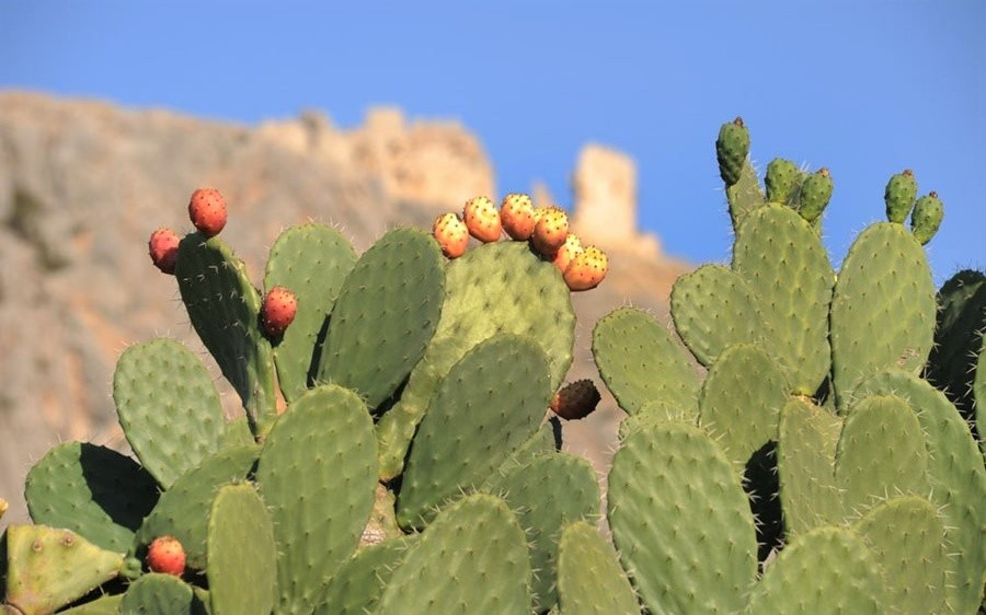 Opuntia Kefalonia… τα δικά μας μπαρμπαρόσυκα!