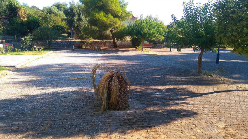 Το σκαθάρι "χτύπησε" και τους φοίνικες της πλατείας των Πουλάτων