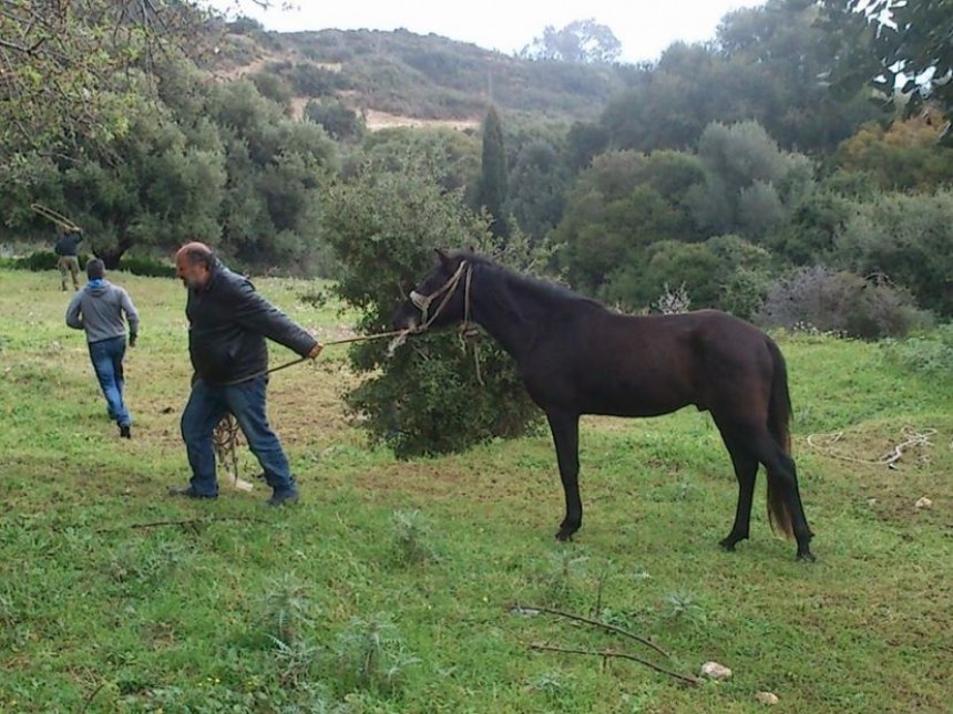 Ο Ιππικός Σύλλογος Κεφαλονιάς σχετικά με την υπόθεση των κακοποιημένων αλόγων