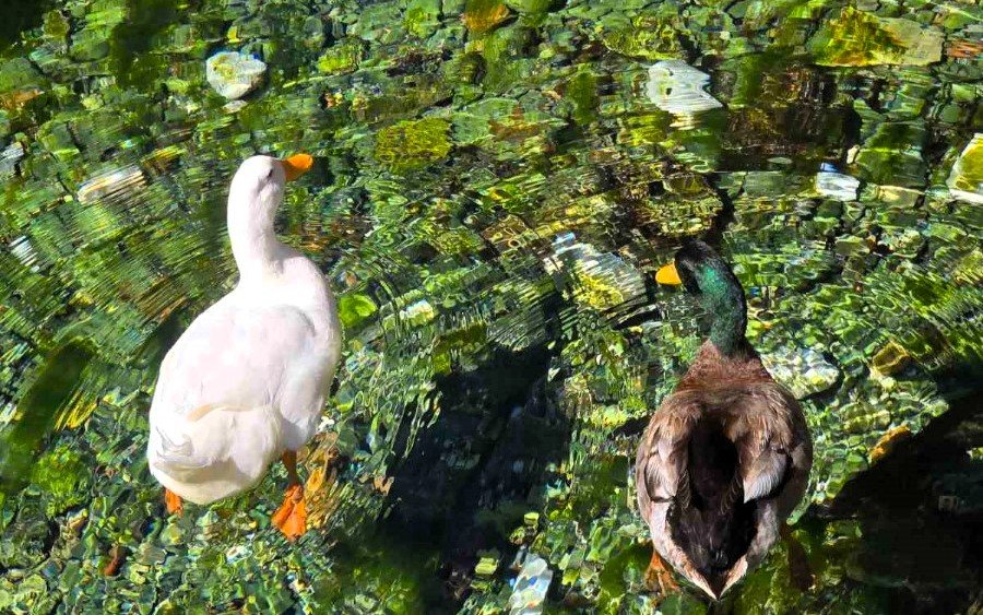 Σάμη - Άνοιξη που καθρεφτίζεται στα νερά του Καραβόμυλου