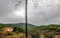 Ζάκυνθος: Λαθροκυνηγοί έστειλαν στο νοσοκομείο ορνιθολόγους από το ξύλο