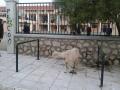 Ληξούρι: «Πάρκαραν» κατσίκα έξω από το σχολείο!
